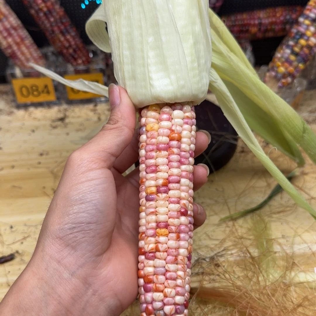 米***夏柏香籽/百香籽吊坠