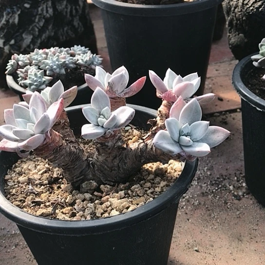 …仙女棒仙女棒仙女棒