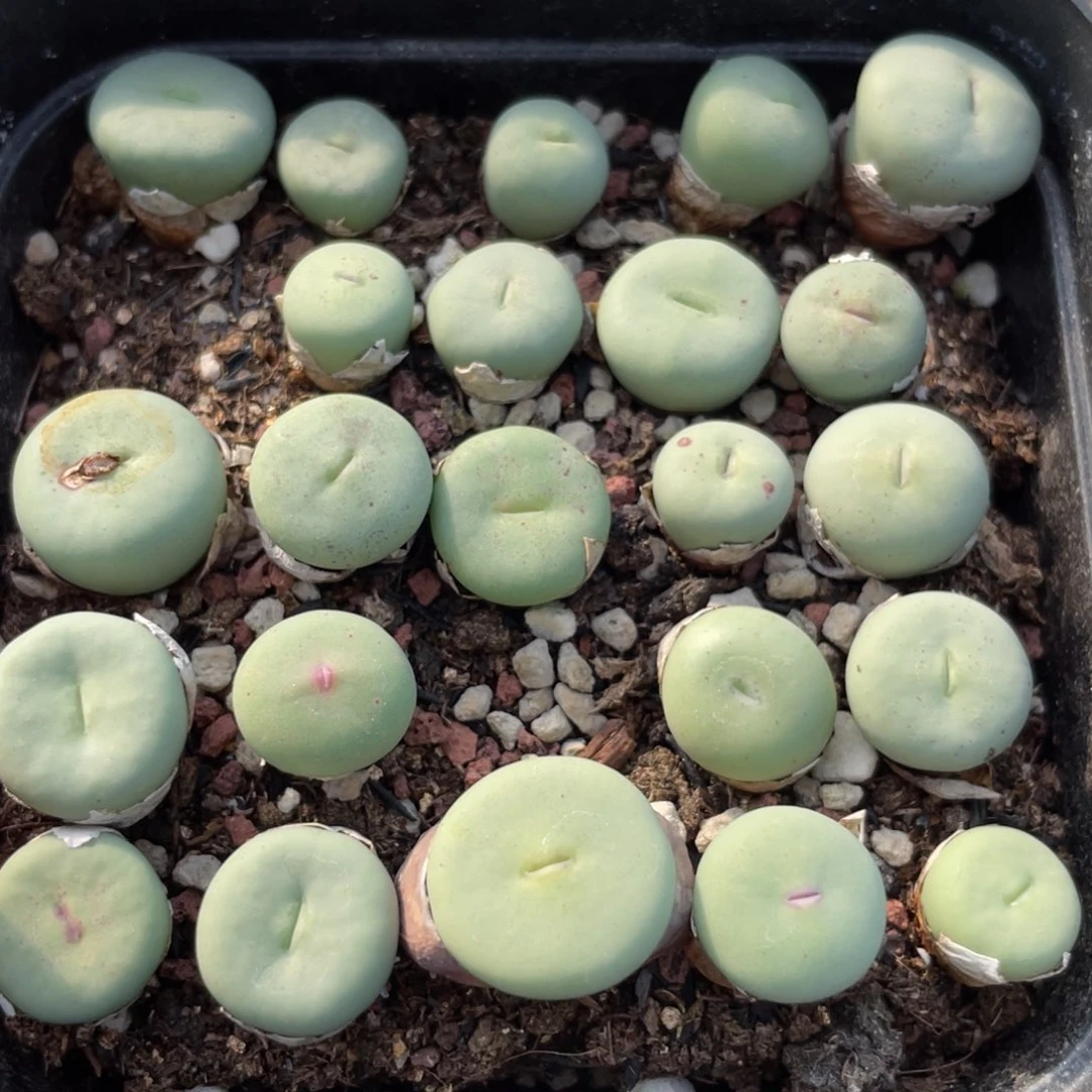 大盆特价一物一拍～9