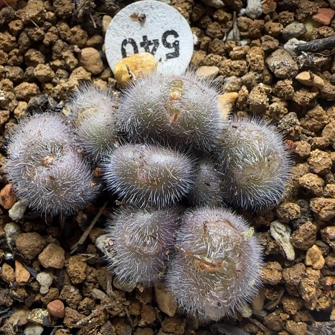 斯蒂芬大型红毛球群540