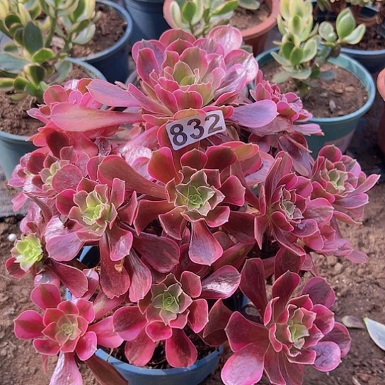 *****多肉植物一个凤冠