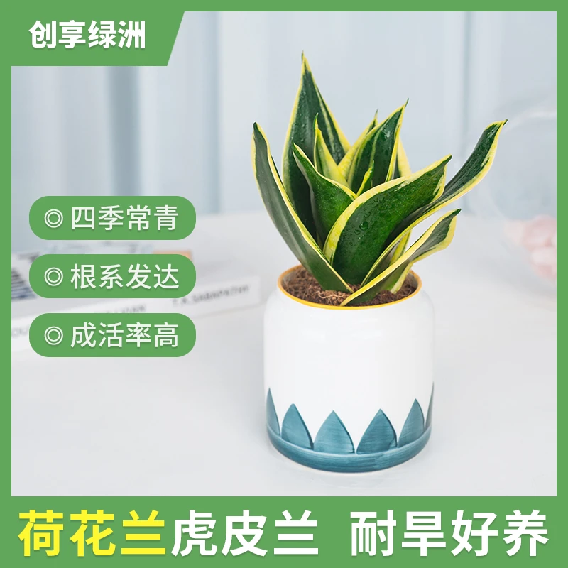 荷花兰虎皮兰盆栽室内绿植耐阴耐旱好养易活适合办公室桌面摆件