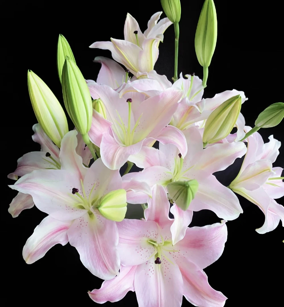 【依曼妮】云南基地鲜花瓶插水养香水百合