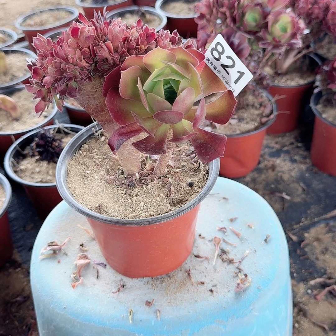 821火玫瑰一颗满28包邮