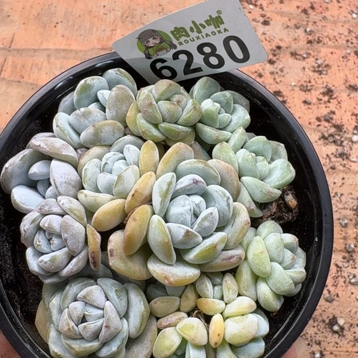 多肉植物多肉植物