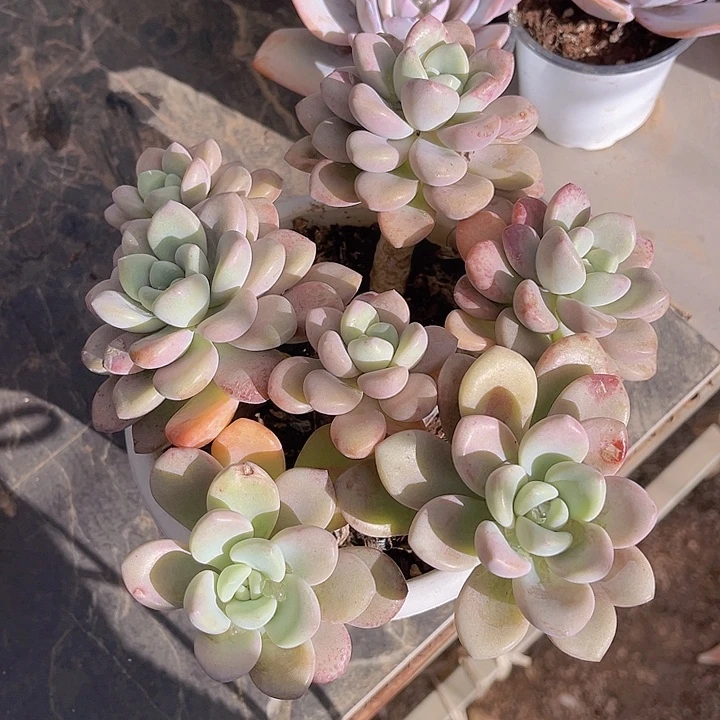 花斑鹿01111多肉植物