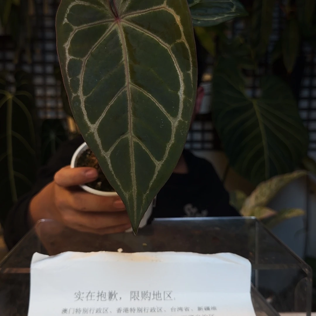 完全开放P09红水晶杂撕裂纹