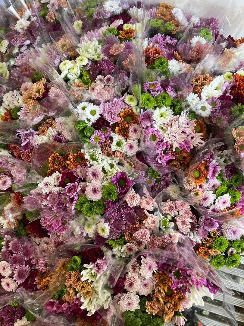 海南鲜花基地混色小菊40支