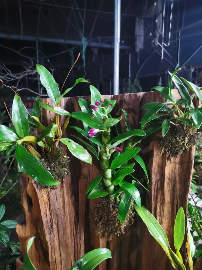 春石斛红国王盆栽兰花浓香易养花期长室内绿植·风化木造景