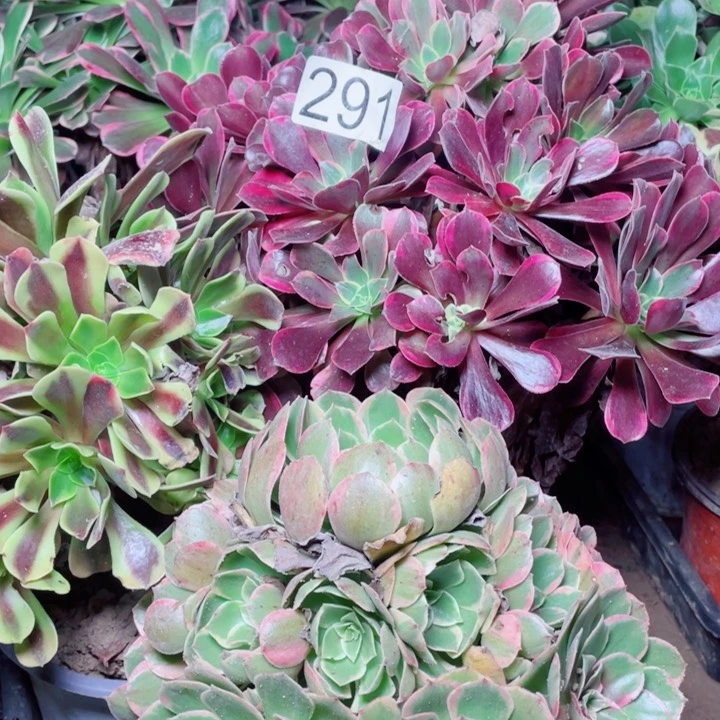 多肉植物组合 291