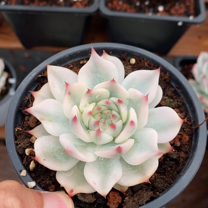ㄨ****吉娃娃锦多肉植物0