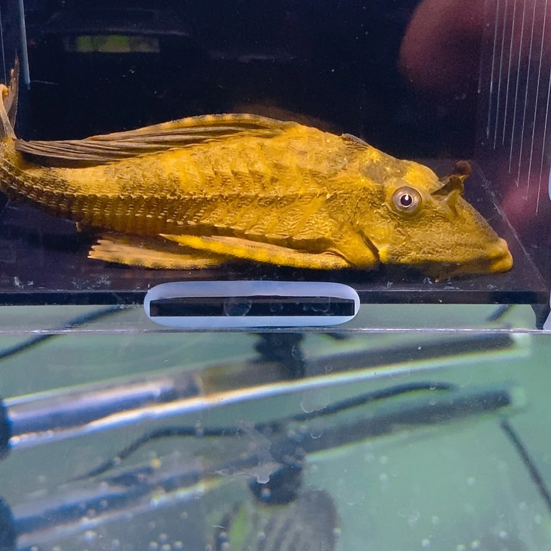 清道夫鱼15号鳄鱼异型