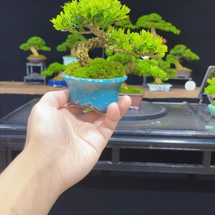 无花朵黄杨盆景四季常绿不落叶