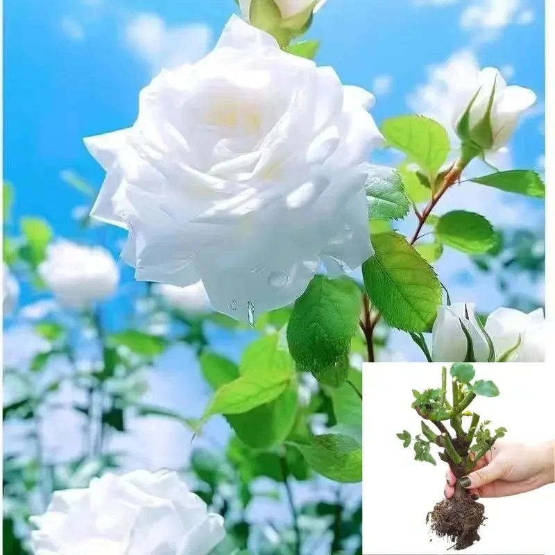 【婚礼之路】云南玫瑰花老桩大苗大花浓香月季盆栽地栽室内室外好养