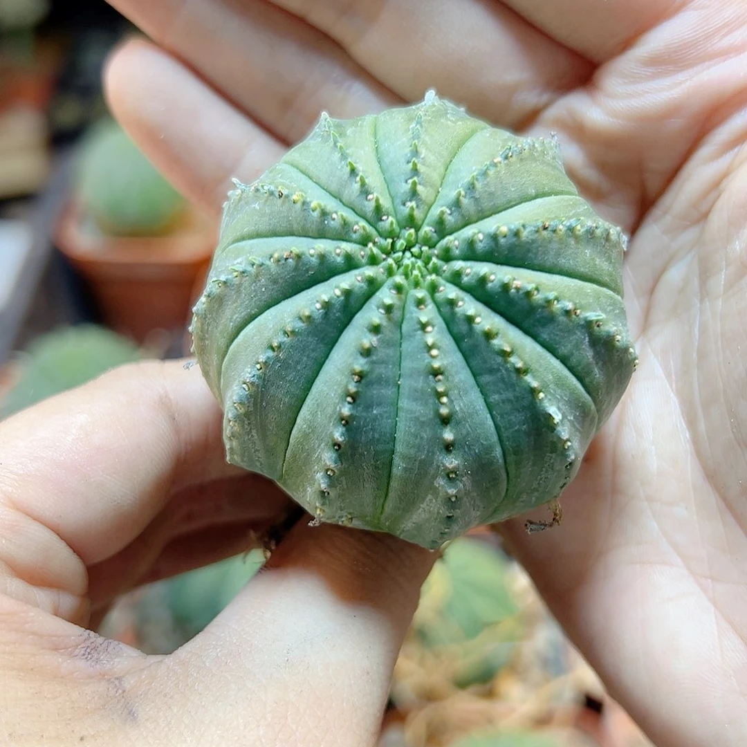 好根泰布4.5公分1颗