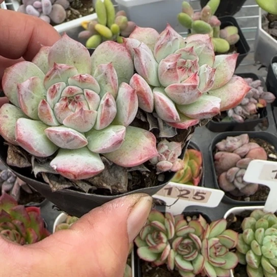 156Tp 多肉植物多