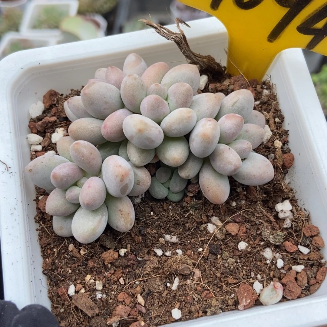 1094粉色恋人多肉植物
