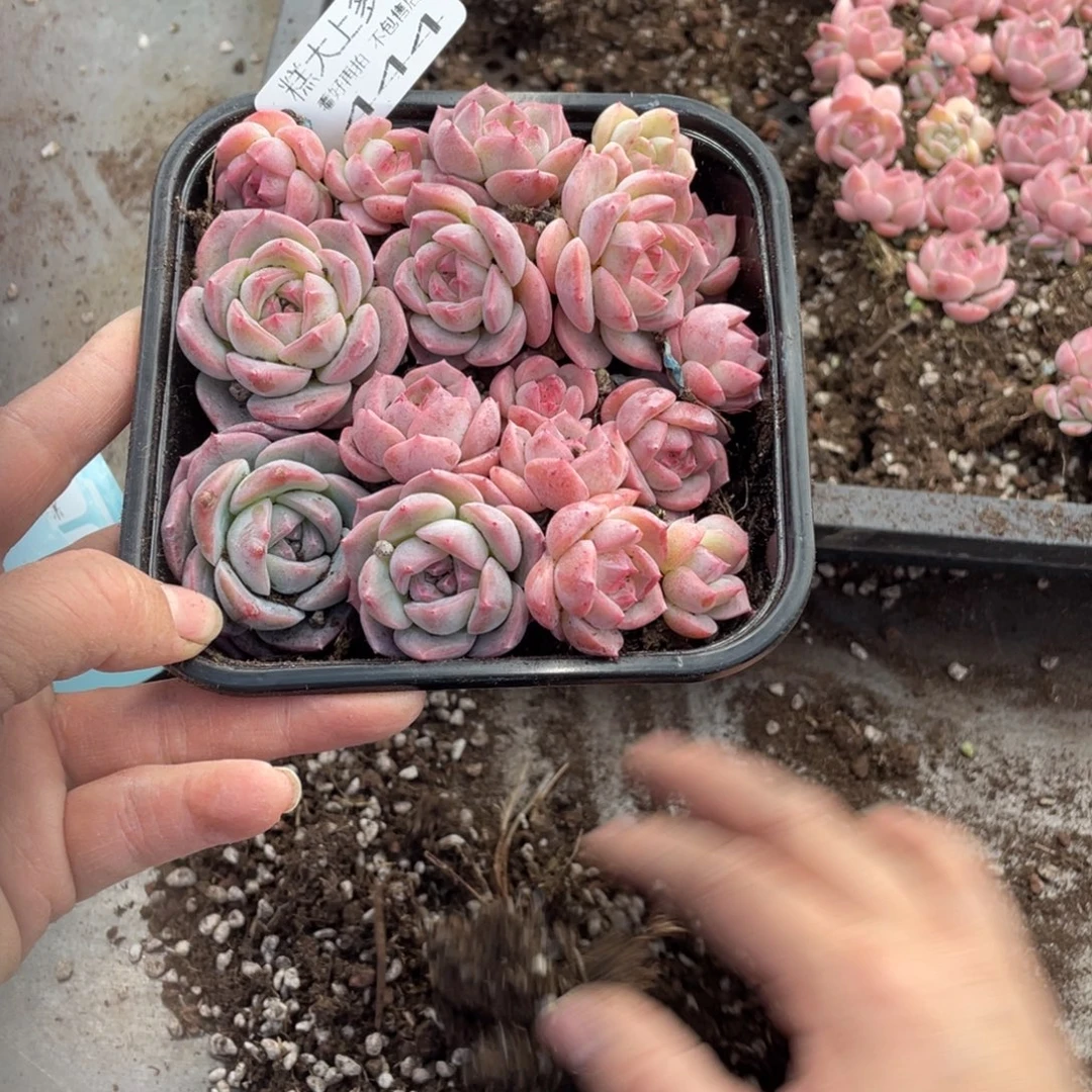 糕大上多肉植物444