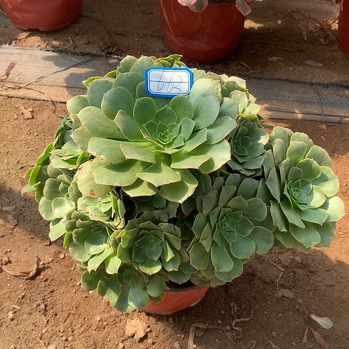 多肉植物金秋663号