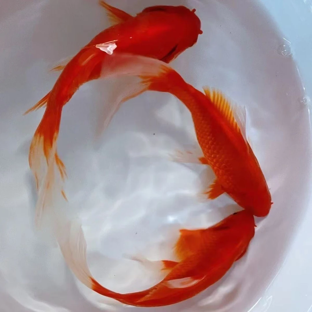 【精品大长尾红草金2条】17-20公分长尾红草金观赏鱼冷水鱼新手