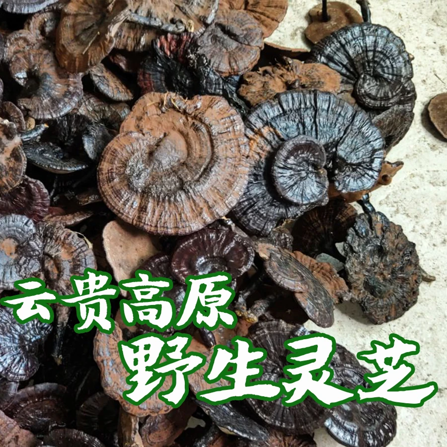 整枝野生灵芝云贵高原灵芝喀斯特深山野生灵芝西南紫灵芝赤灵芝