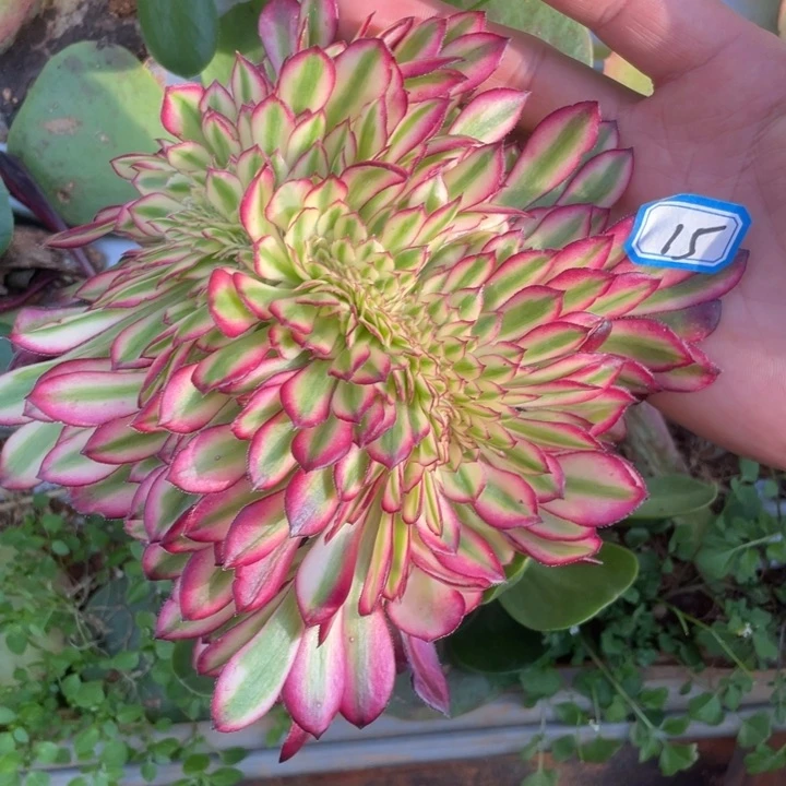 红陶15嫁接月蝉缀化法师