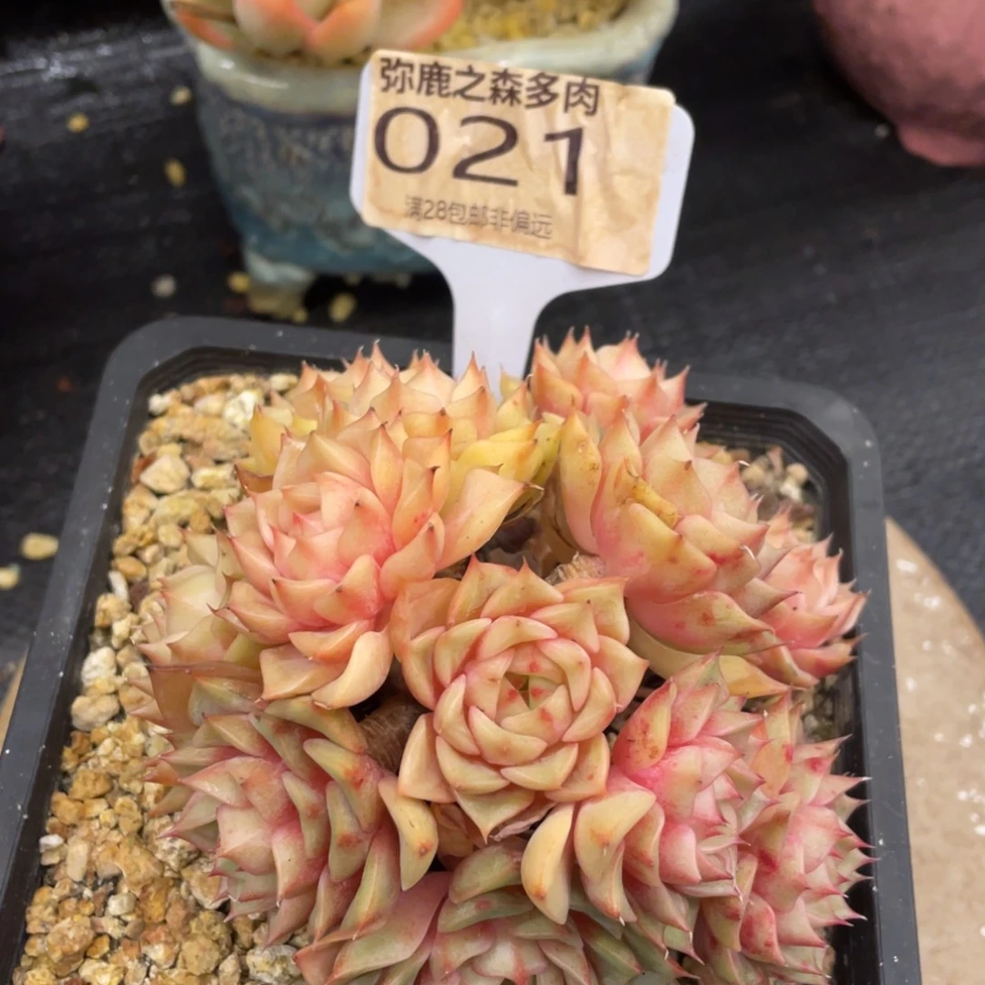 弥鹿之森一物一拍