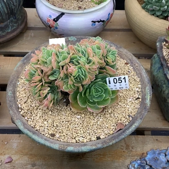 杂交缀化051 亏本处理玻璃心勿扰7-8天发货