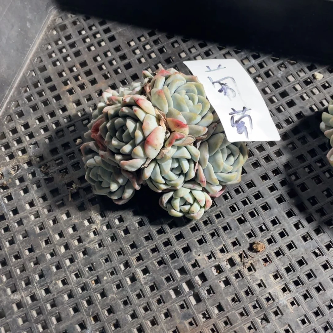 葡萄专拍冰玉群多头