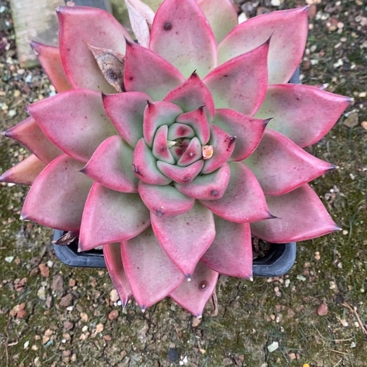 D087 直播福利 东云