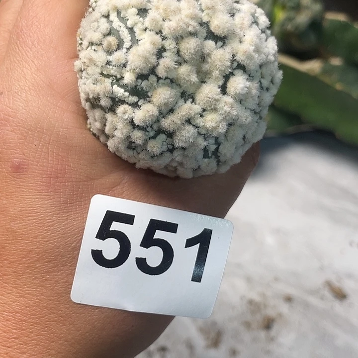 完全开放551花园兜一个