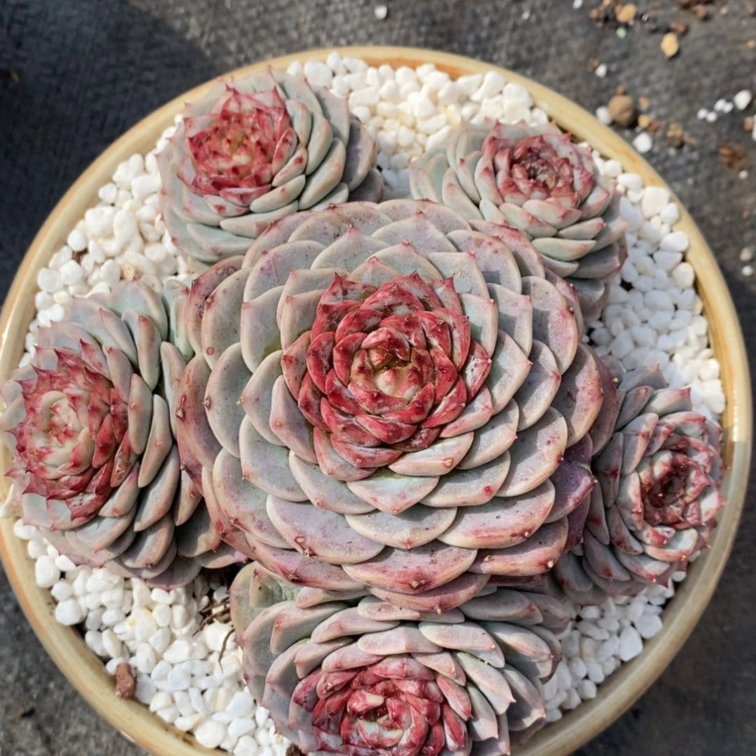 多肉植物盆栽多肉