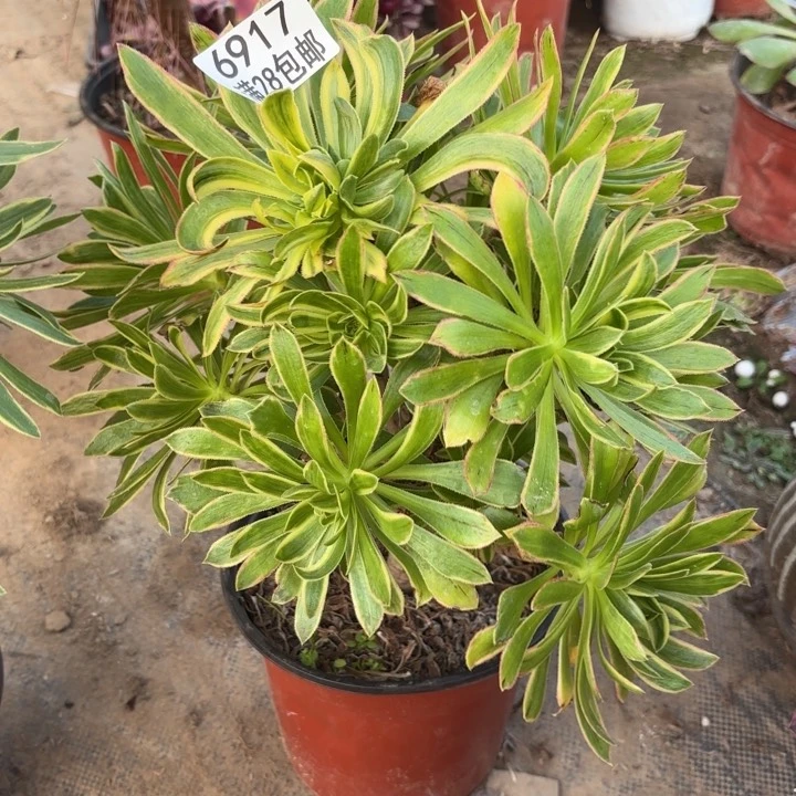 阿***物A. 6917虞姬多肉