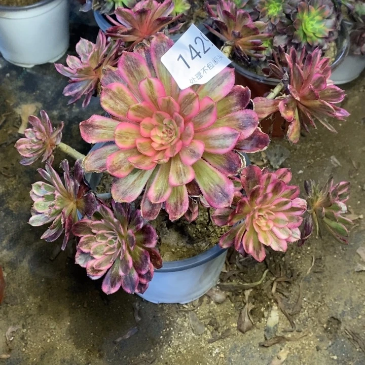 白月光多肉断头不包1429