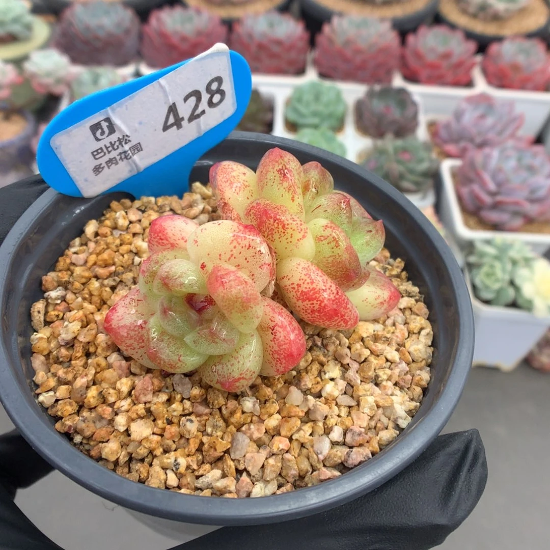 428 冰玉石化多肉