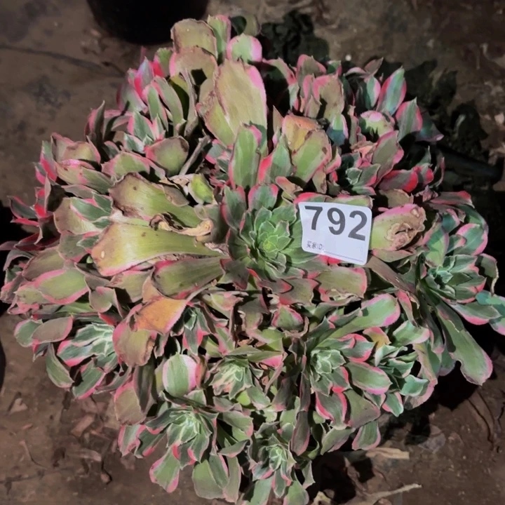 792多肉植物不售后