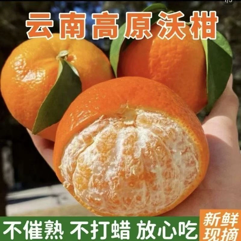 【买3斤送2斤】晚熟高山沃柑花皮更甜更爆汁榨汁大自然馈赠