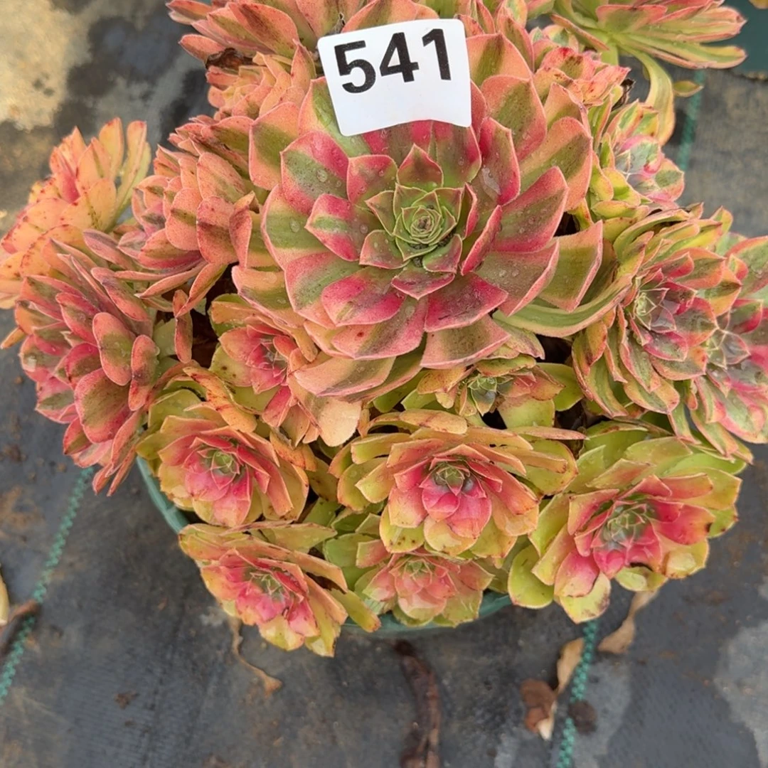 大雨河多肉植物老庄541