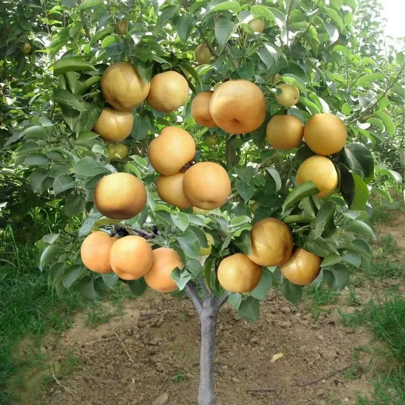 新品种梨树果苗【一物一拍】南北方种植盆栽地栽当年结果