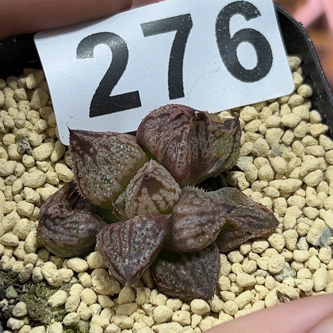 皇妃变异十二卷多肉植物