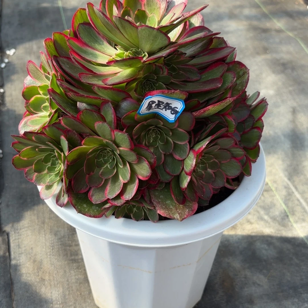 星**我花好月又圆202521