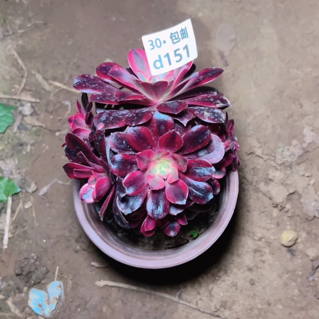 欣****h151美杜莎多肉法师