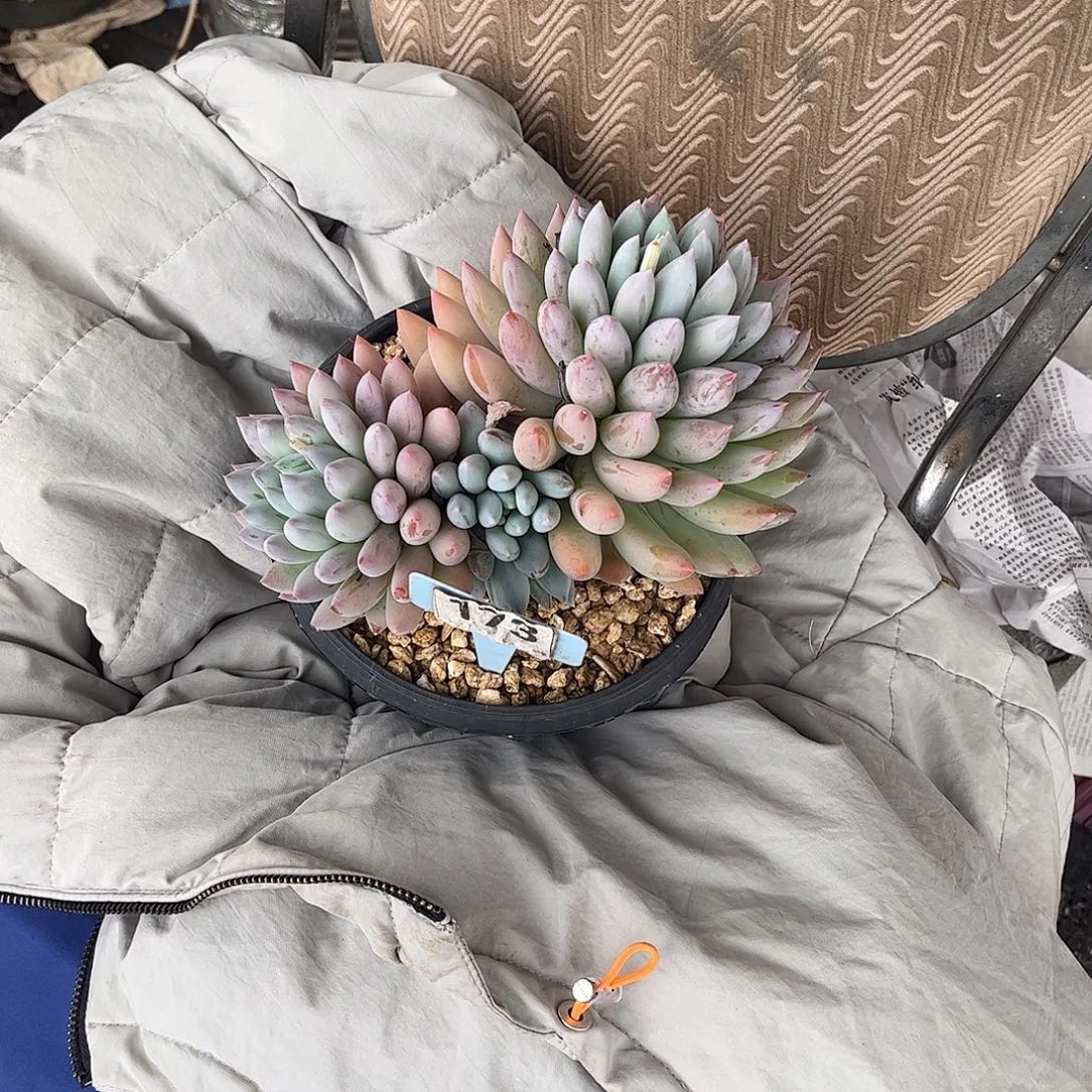 无***刚所罗门多肉植物保护173