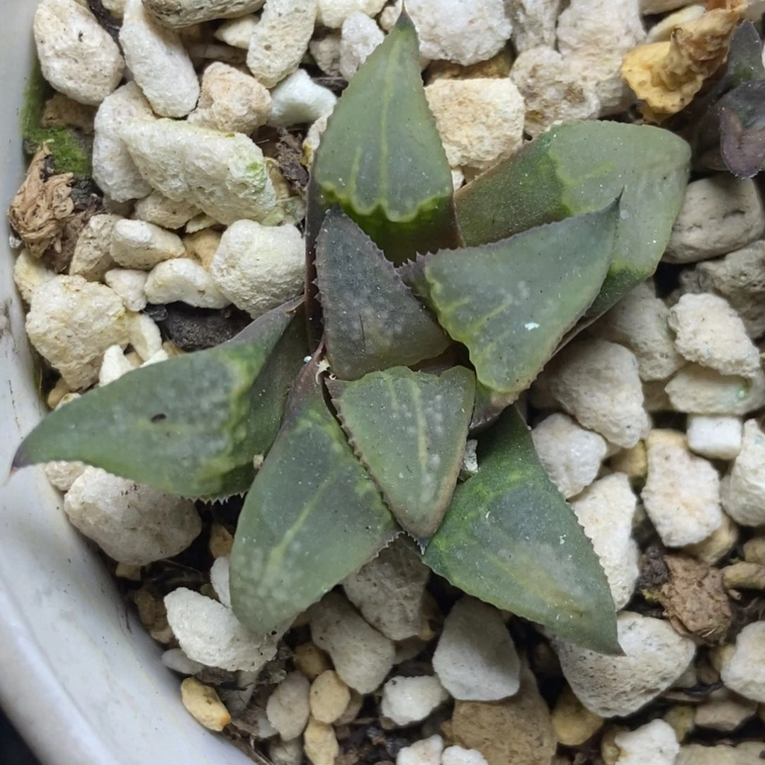 点芭侧芽繁殖一物一拍