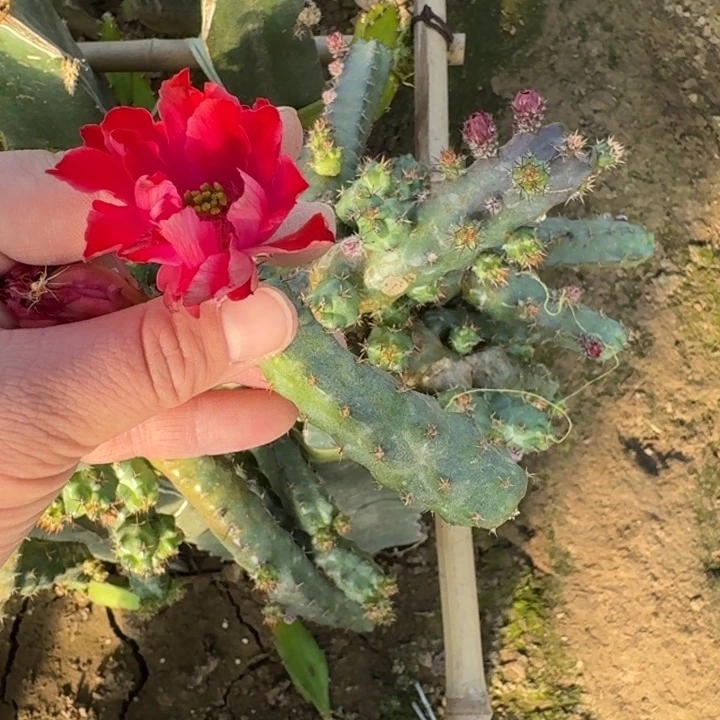 231重掰红美花角无根侧牙5公分左右