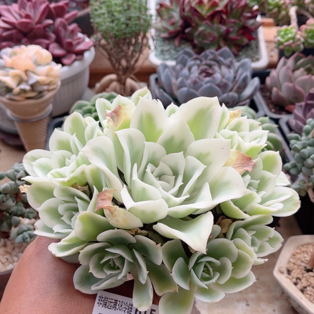 615柠檬锦德华多肉