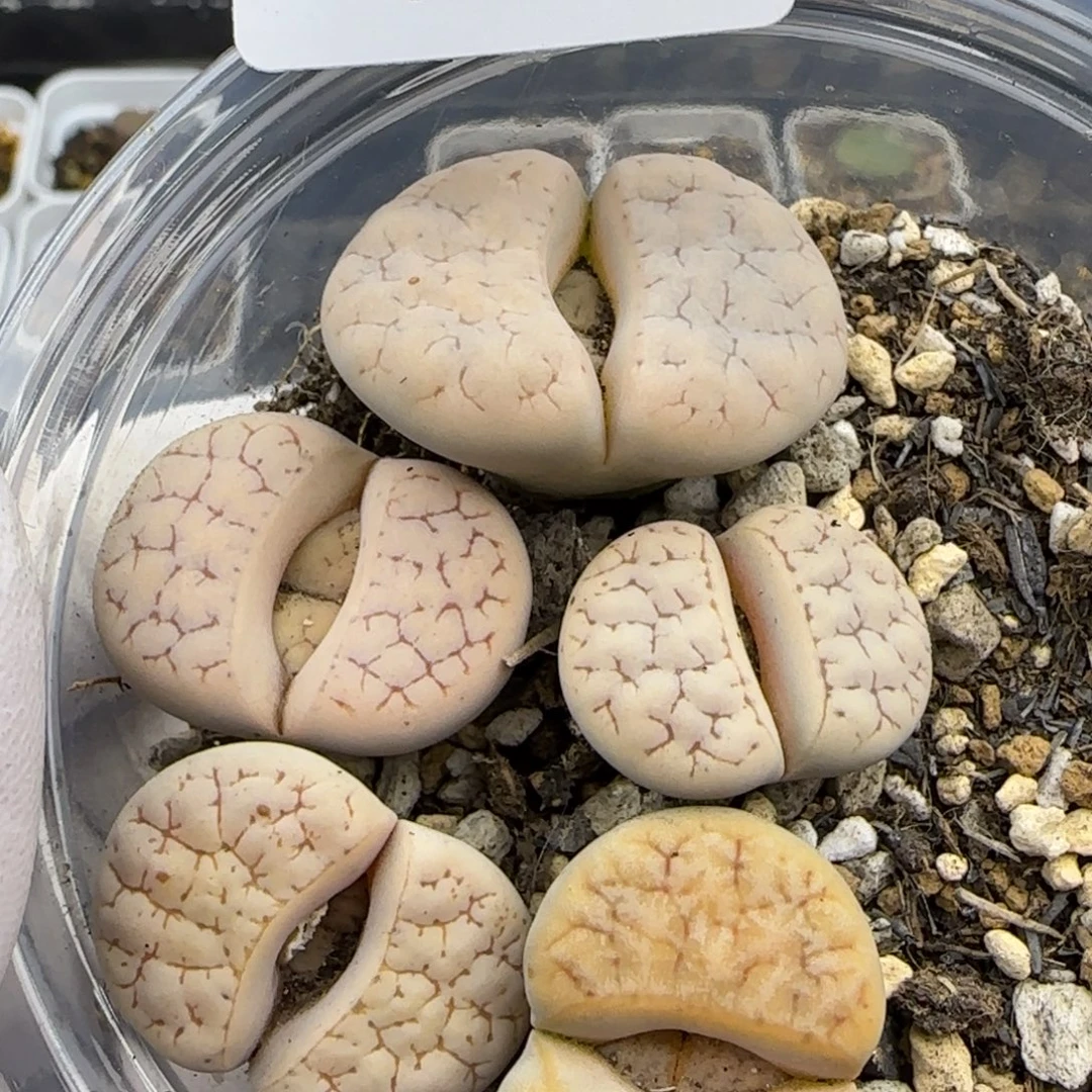 1167。189。荒玉。。。。。。