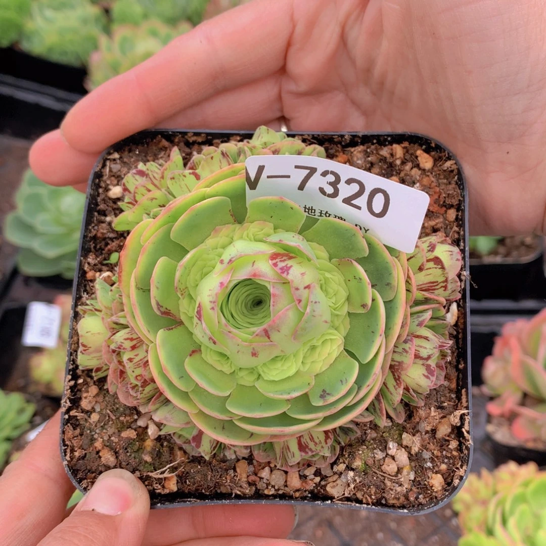7320妖姬纹会掉侧芽