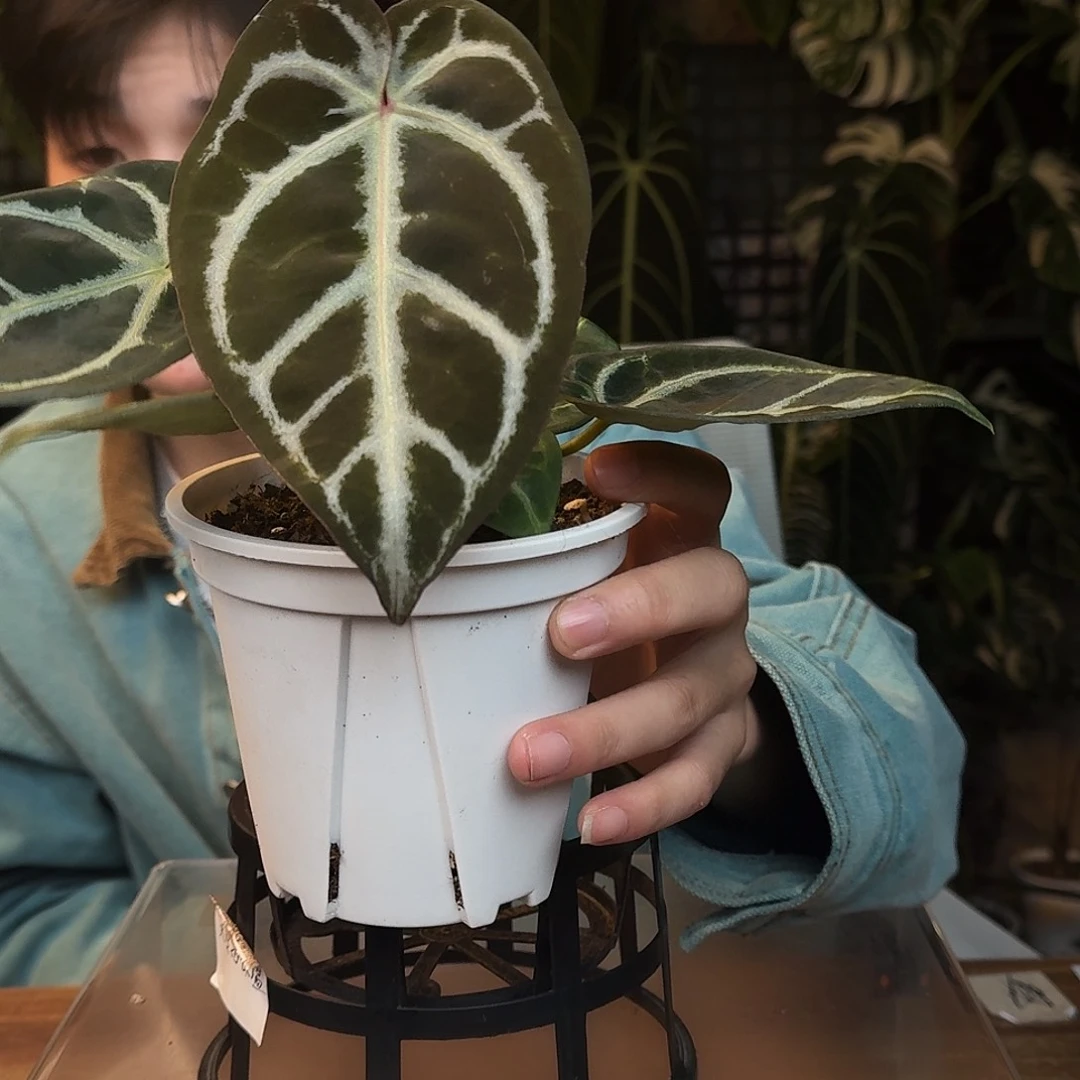 完全开放Q143skg银红杂印尼寡妇