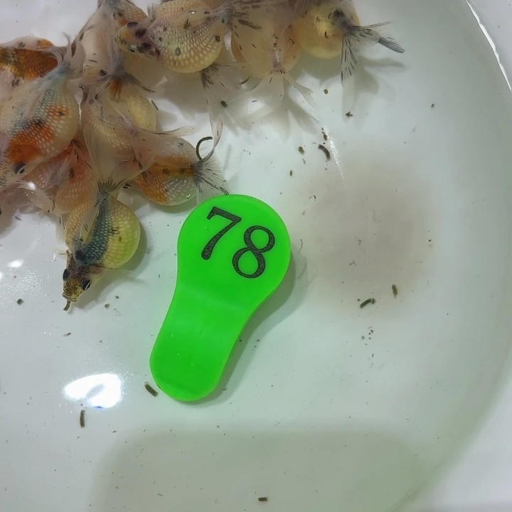 精品金鱼包邮包活到家